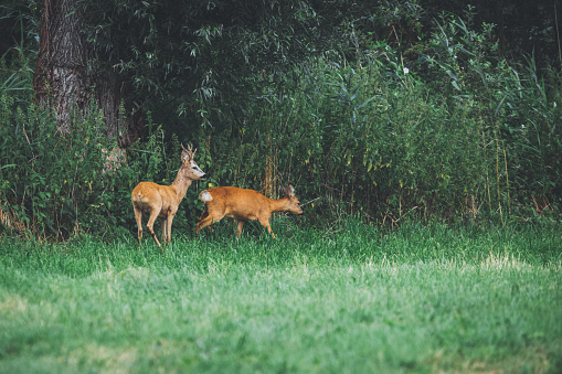 Roe buck with deer at the glade in wild nature