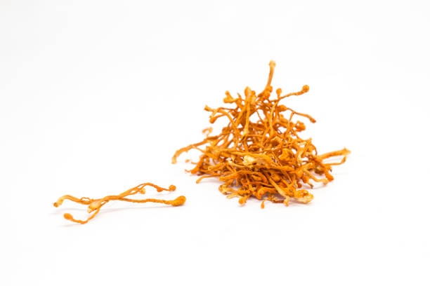 istock Cordyceps Sinensis Mushroom isolated white background 857083588