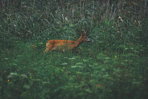 Roe buck at the glade in wild nature