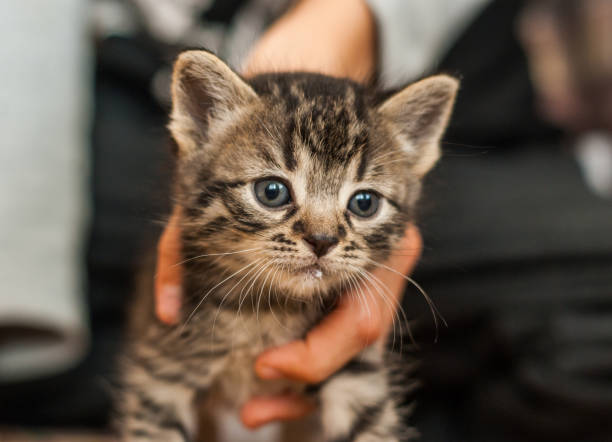 istock Little gray kitten in hand. Soft focus 857086426