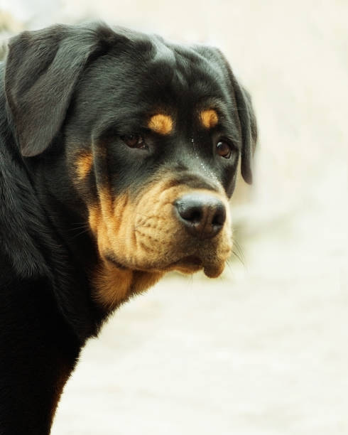 istock Rottweiler portrait close-up 857086586