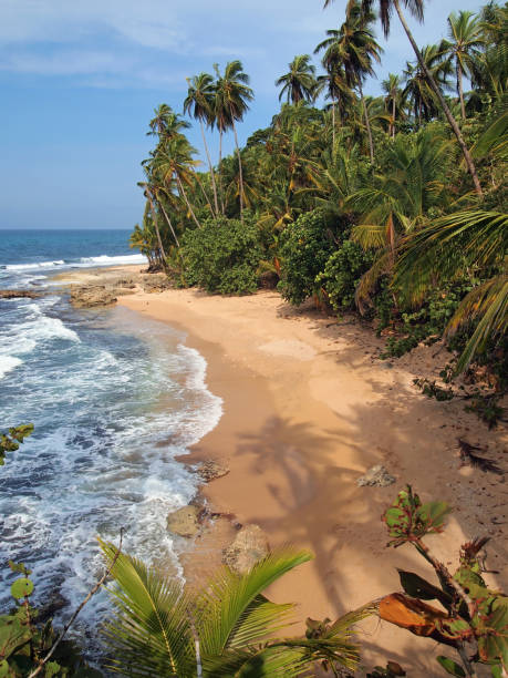 istock Coconut trees shades on an unspoiled beach 857086840