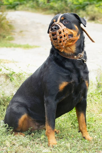 muzzle  rottweiler pedigree dog Rottweiler breed in muzzle sits on the grass and looks away restraint muzzle photos stock pictures, royalty-free photos & images