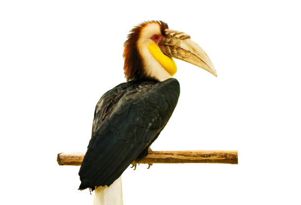 istock One Sumba hornbill bird on a branch (Rhyticeros everetti), isolated, white background 857090154