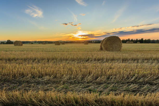istock Haystacks on the field in Autumn season. 857093992