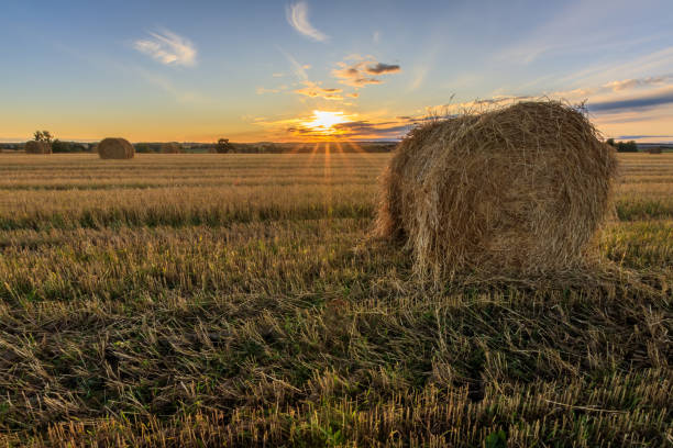 istock Haystacks on the field in Autumn season. 857094002