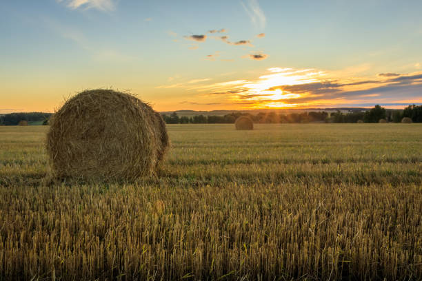 istock Haystacks on the field in Autumn season. 857094004
