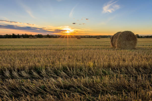 istock Haystacks on the field in Autumn season. 857094006