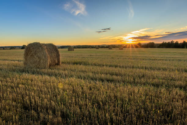 istock Haystacks on the field in Autumn season. 857094008