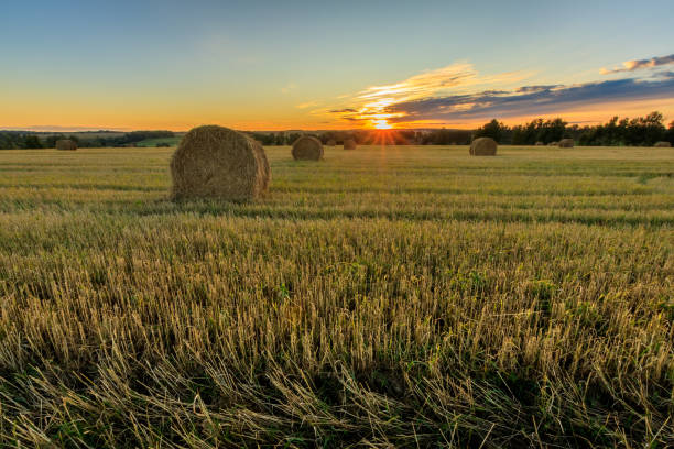 istock Haystacks on the field in Autumn season. 857094056