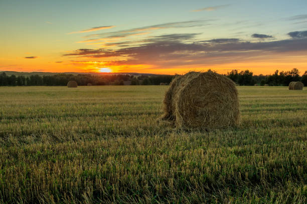 istock Haystacks on the field in Autumn season. 857094106