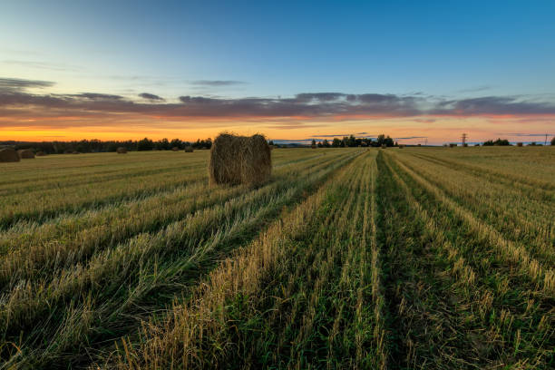 istock Haystacks on the field in Autumn season. 857094120