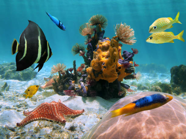 Colorful seabed in the tropics Colorful underwater sea life on the seabed with marine worms, sea sponges, starfish,  coral, and tropical  fish, Caribbean sea, Mexico cozumel photos stock pictures, royalty-free photos & images