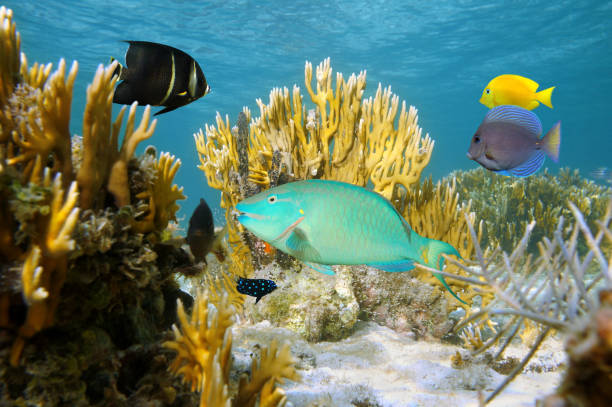 istock Colorful tropical fish in coral reef 857097748