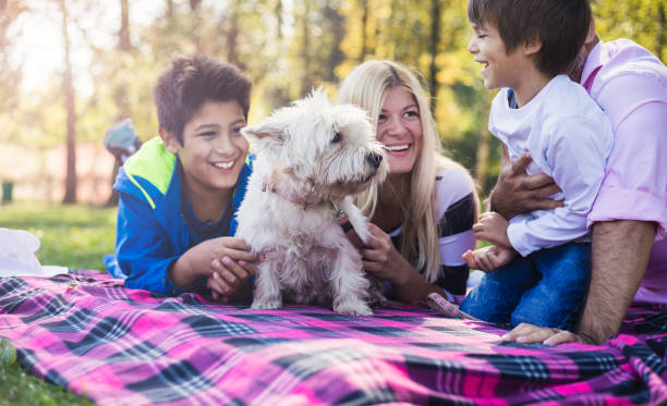 Happy mixed-race family Mixed-race family enjoying in public park with cute white dog teenager couple child blond hair stock pictures, royalty-free photos & images