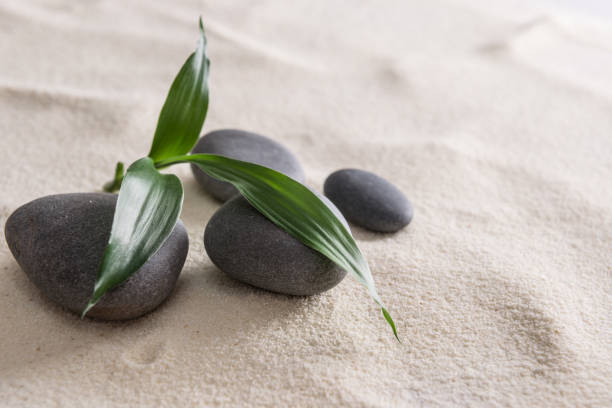 istock bamboo plant and stones on the sand 857098330
