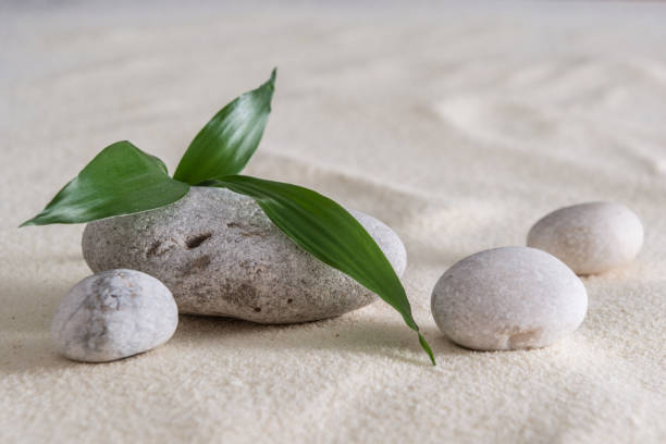 istock bamboo plant and stones on the sand 857098348