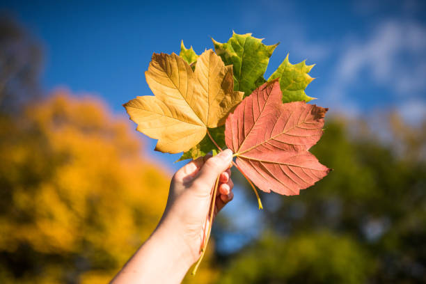 Weimar, Germany: A womans hand with three autumn coloured leaves in front of yellow coloured tree.