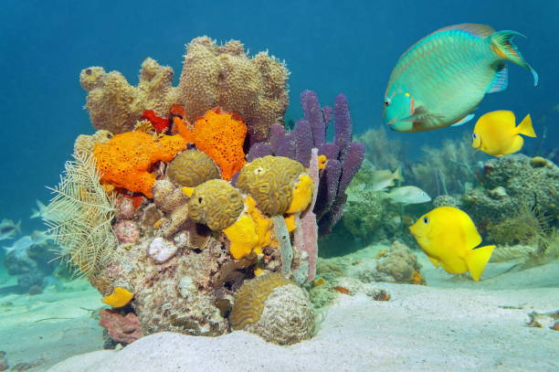 istock Colors of marine life underwater 857099574