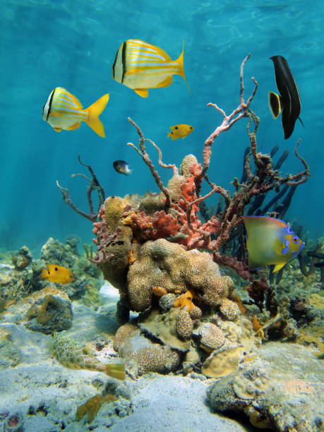 bunte unterwasser landschaft mit korallen und schwämme meer - costa maya stock-fotos und bilder