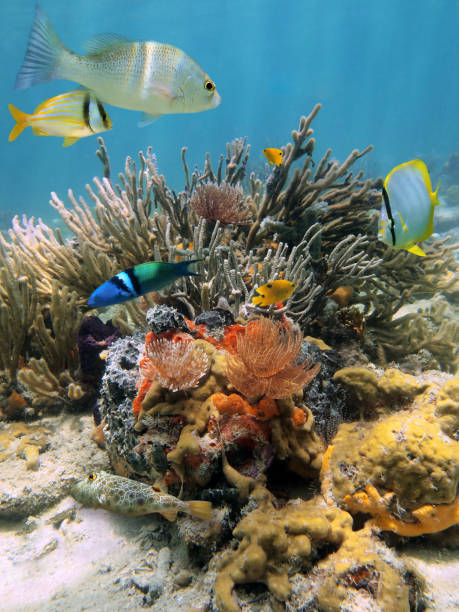 istock Colorful underwater scenery in the Caribbean sea 857099978