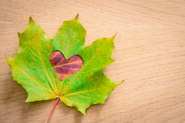 istock autumn leaves with heart shape 857104036