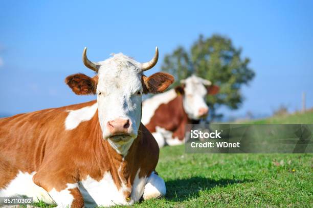 Kühe Auf Einer Weide Berge Stockfoto und mehr Bilder von Agrarbetrieb - Agrarbetrieb, Auf der Seite liegen, Berg