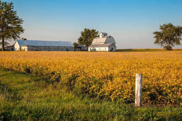 istock Autumn crop of soybeans ready for harvest 857110730