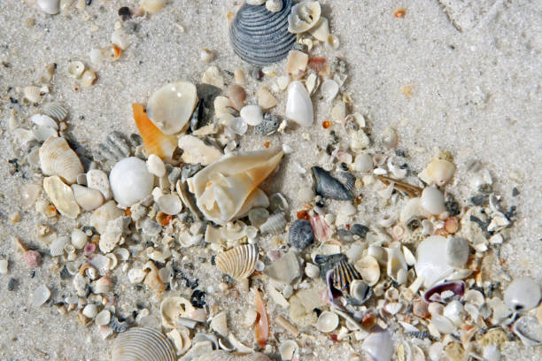 istock White sand beach seashells piled on waterline coastline 857111014