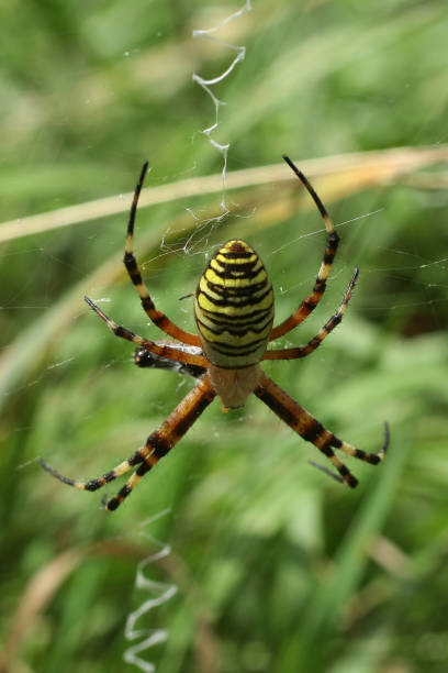 istock Argiope fasciated --- Hornet Argiope (Argiope bruennichi) 857111714