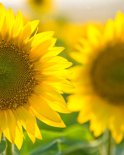 istock Sunflower field landscape 857116624