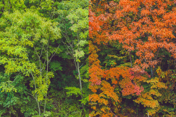 Summer and autumn forest. Transformations of summer into autumn.