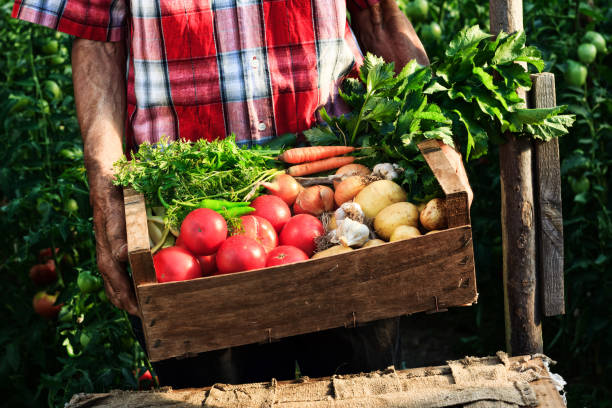 istock Farmer holding a basket with fresh vegetables, close-up 857121000