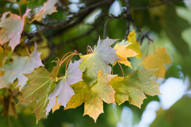 istock Branch with green and yellow maple leaf during autumn 857122666