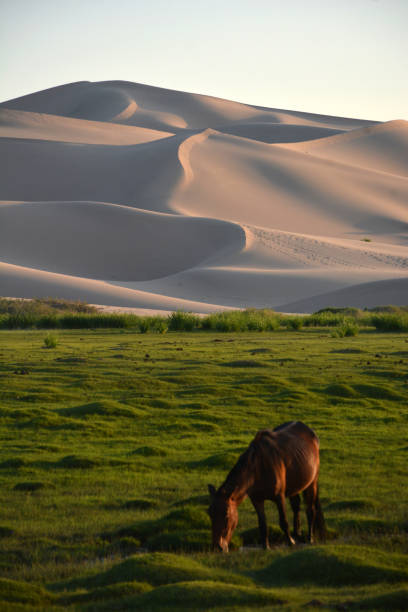 A horse eats grass at the foot of the Khongor Sand Dunes