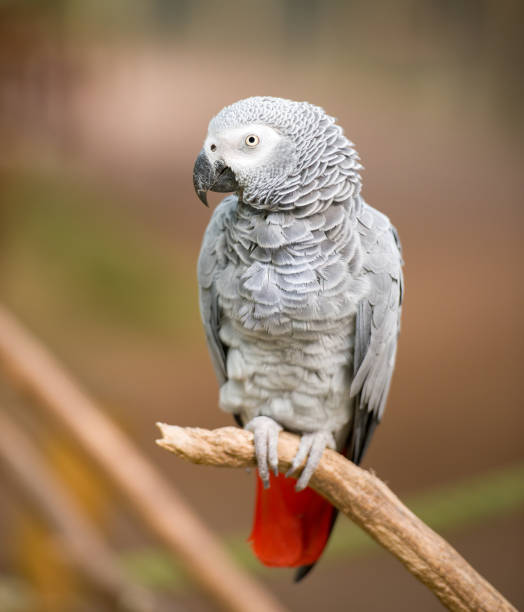 istock african grey parrot sitting on tree branch 857125714