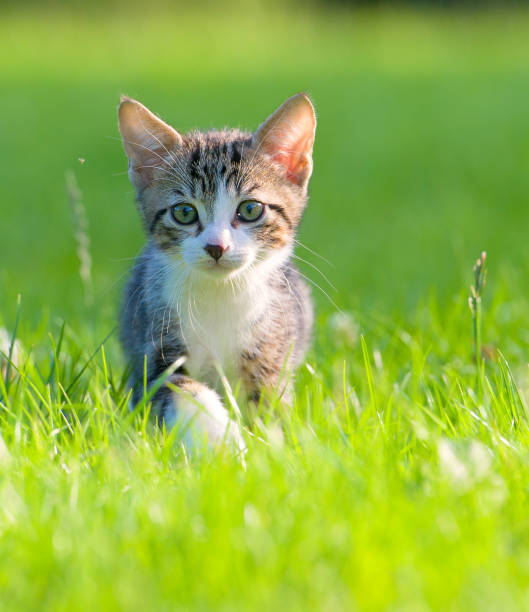 istock Little striped kitten hiding in the grass 857125854
