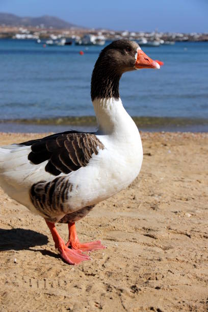 Goose, Animals In The Wild, Beach, Bird, Horizontal