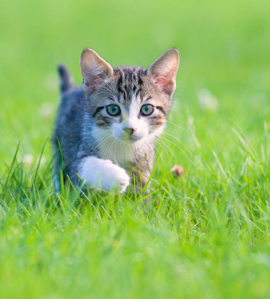 istock Little striped kitten hiding in the grass 857129726