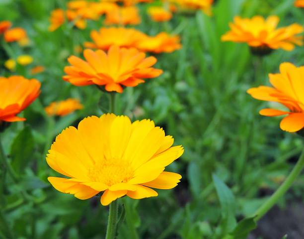 istock Fresh calendula marigold flowers in summer garden. 857133392
