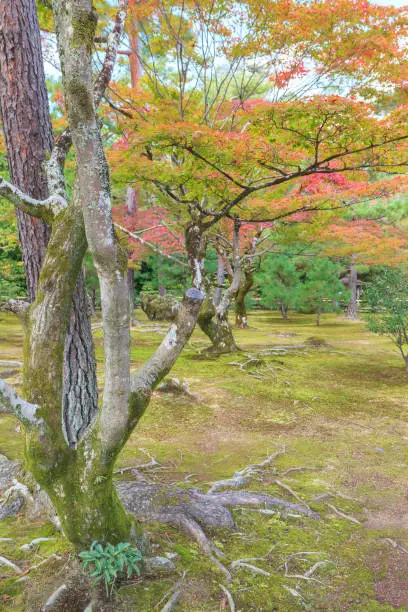 Autumn Japanese garden with maple in Kyoto, Japan