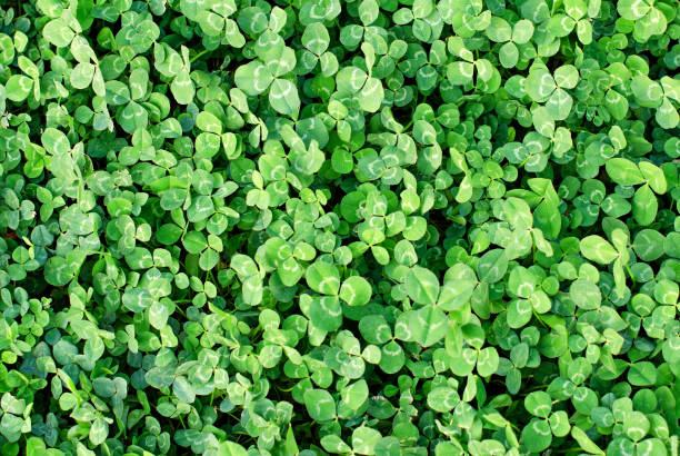 istock Green clover leaves 857138560