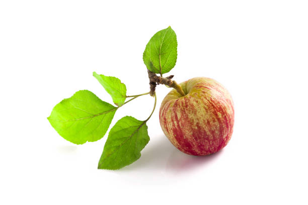 istock Organic red apple with green leaves isolated on white background 857141440