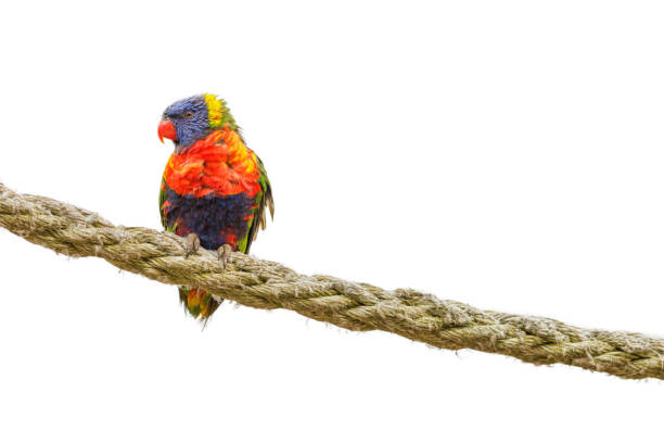 arco iris loro trichoglossus haematodus sentado en una cuerda, aislada en blanco - lorif fotografías e imágenes de stock