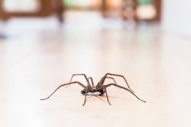 istock common house spider on the floor in a home 857142508