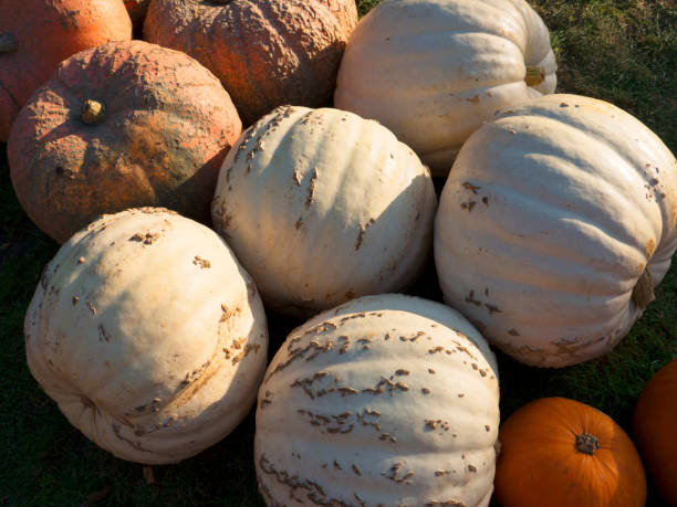 istock Pumpkin harvesting. Halloween pumpkins. Autumn rural rustic background with vegetable marrow. 857145984