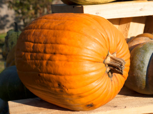istock Pumpkin harvesting. Halloween pumpkins. Autumn rural rustic background with vegetable marrow. 857146066