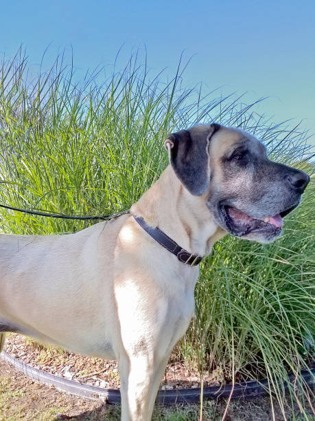 istock side profile of English Mastiff 857146300