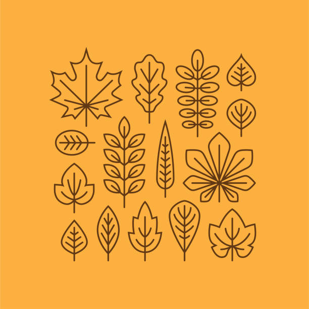 illustrations, cliparts, dessins animés et icônes de feuilles d’automne la ligne set d’icônes. - oak leaf leaf maple leaf autumn