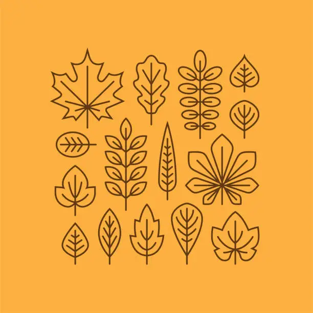 Vector illustration of Autumn leaves line icons set.